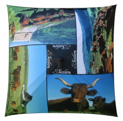 Ombrella : "Vaches Salers"